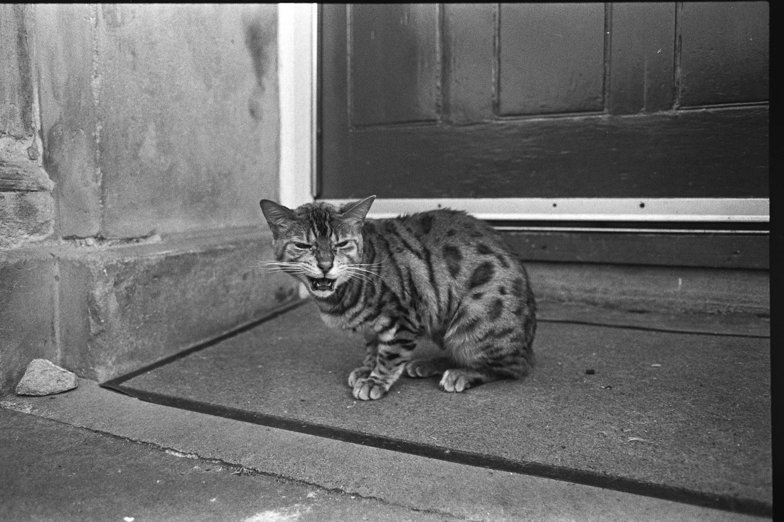 A tabby cat hissing at the camera on a doorstep