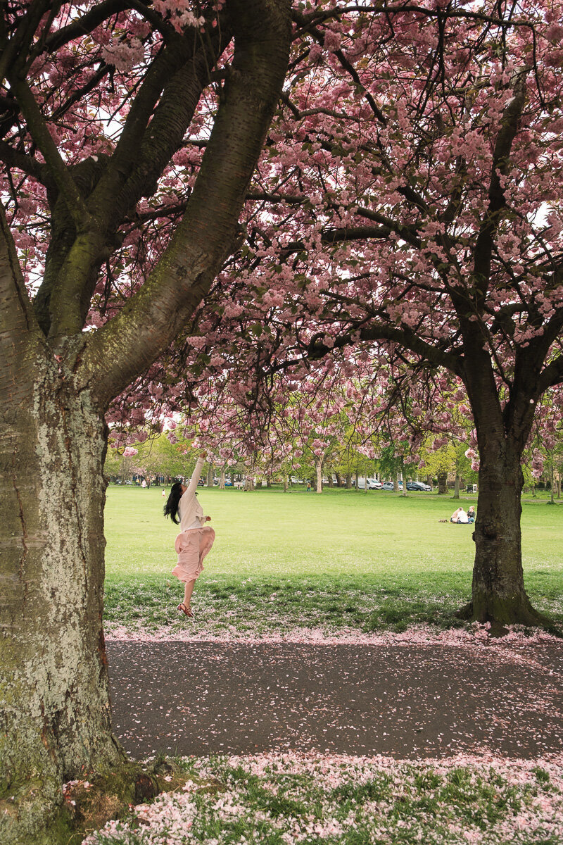 Edinburgh blossom photo 01