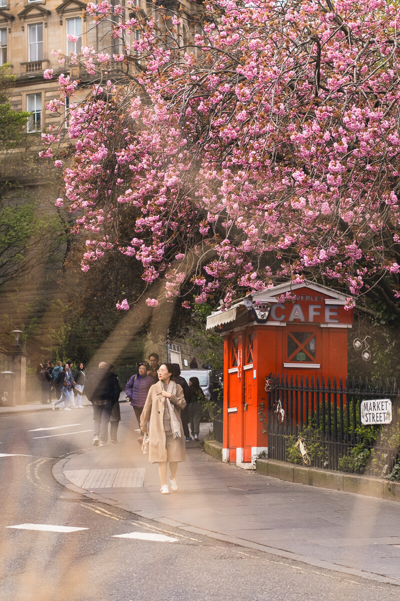 Edinburgh blossom photo 04