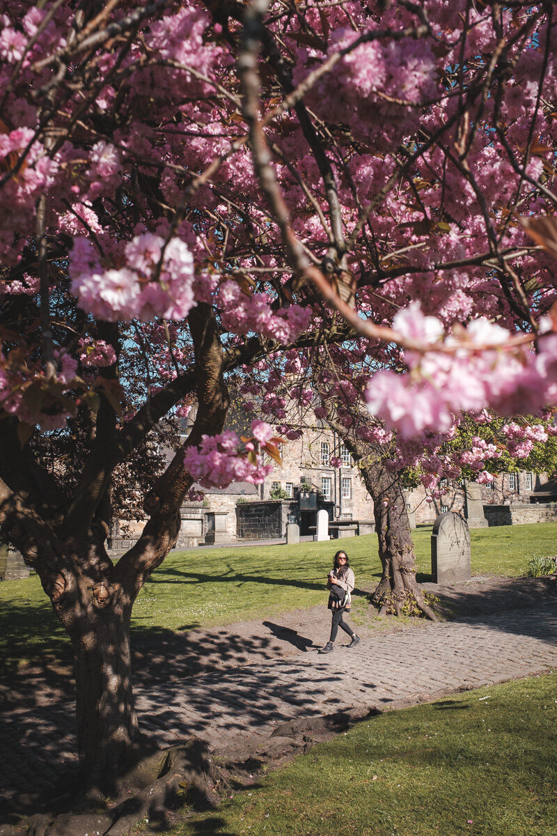 Edinburgh blossom photo 06