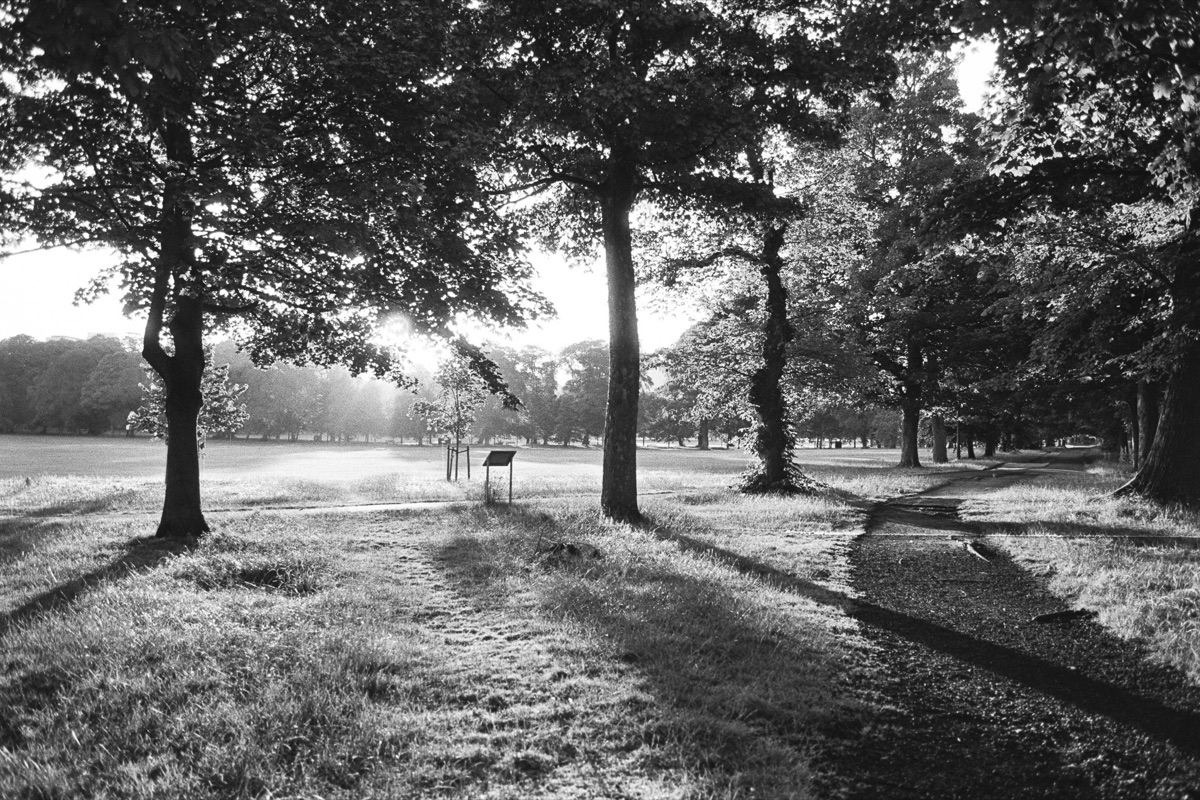 Trees and long shadows in low sun